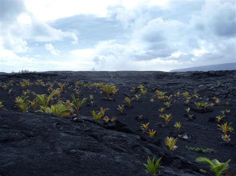 volcanic soils-3143 | Stockarch Free Stock Photos