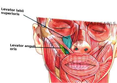 Anatomy, Head and Neck: Levator Labii Superioris Muscle - StatPearls ...