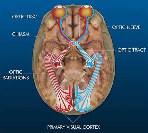 Optic Nerve Chiasm