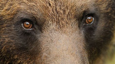 le regard de l'ours brun | Brown bear, Black bears art, Bear