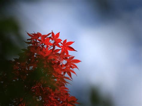 leaf, red, autumn Wallpaper, HD Macro 4K Wallpapers, Images and Background - Wallpapers Den