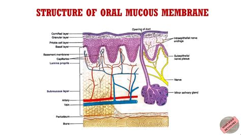 Structure of Oral Mucous Membrane | Oral Mucous Membrane |Oral Mucosa # ...