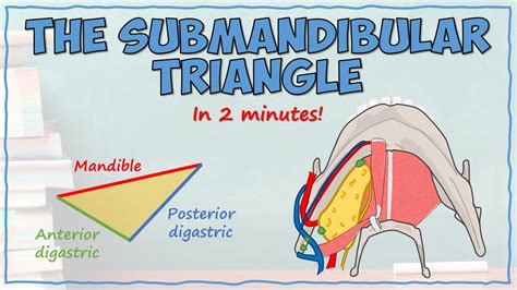 The Submandibular Triangle - YouTube