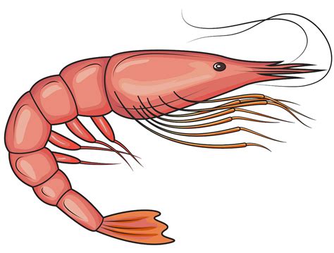 shrimp clipart - Clip Art Library