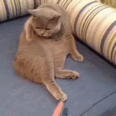 Resisting Bae'S Advances GIF - Cat Touch Foot - Discover & Share GIFs