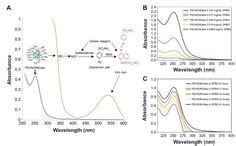 12 Nitric oxide-releasing PLGA nanoparticles ideas | nitric oxide ...