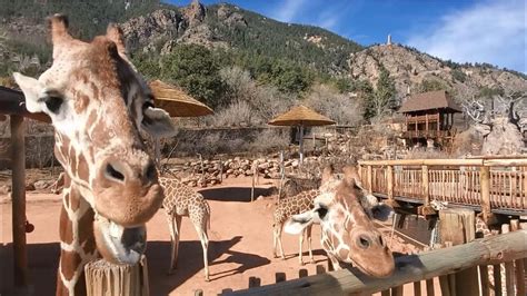 Cheyenne Mountain Zoo's reopening a 'roaring' success