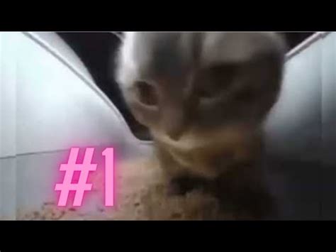 Chipi Chipi Chapa Chapa Cat Meme With Bouncing Ball! (pt1) - YouTube