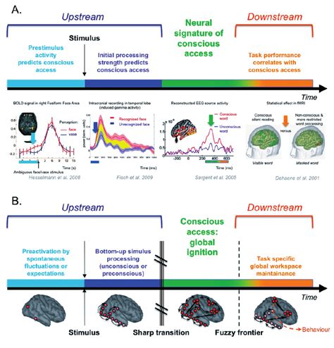 - Distinguishing different categories of neural correlates of... | Download Scientific Diagram