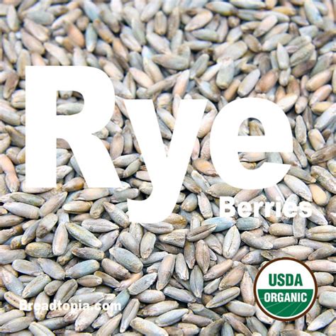 Organic Rye Berries – Mockmill