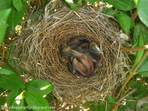 Red-vented Bulbul Nest | Nature, Cultural, and Travel Photography Blog