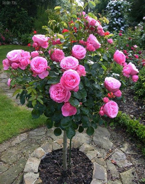 Pin by RITA on OUTDOOR LIVING/GARDENING | Rose garden design, Flower garden layouts, Rose garden ...