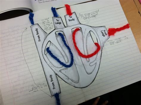 Circulatory System Model Project - Quotes Viral