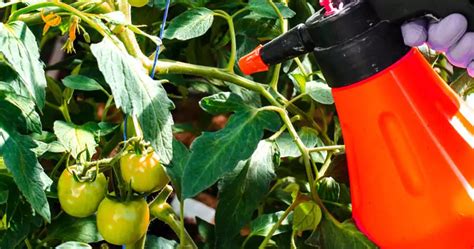 Can You Spray Neem Oil on Tomato Plants?