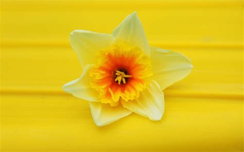 Daffodils Wallpaper (53+ pictures) - WallpaperSet