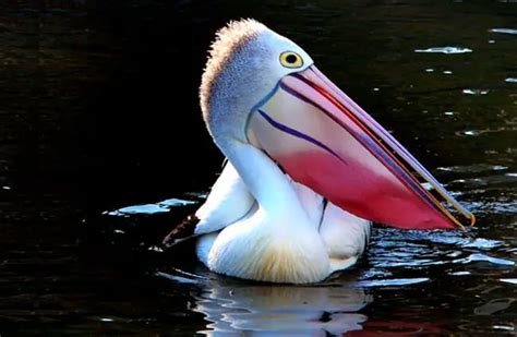 Pelican - Description, Habitat, Image, Diet, and Interesting Facts