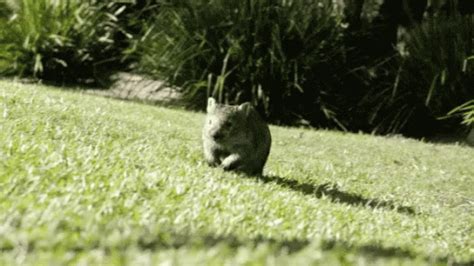 Wombat Running GIFs | Tenor