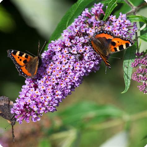 Butterfly Bush Seeds - Heirloom Untreated NON-GMO From Canada