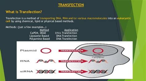 Transfection