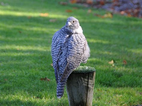 The Online Zoo - Gyrfalcon