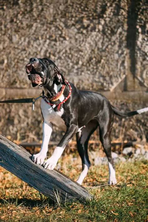 Are Great Danes Aggressive? - PupHelp