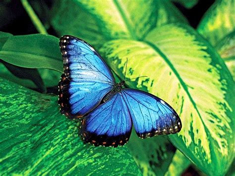 Why do Butterfly Wings Shimmer? - India's Endangered