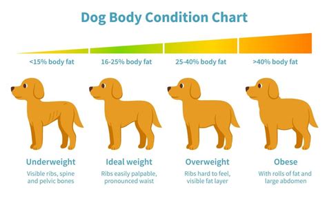 How To Help Your Dog Lose Weight - Theatrecouple12