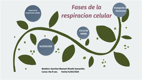 Fases de la respiracion Celular by sam sanchez on Prezi