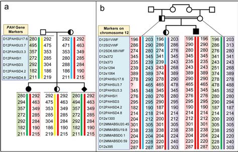 Short tandem repeat (STR) haplotype mapping for cases of PKU due to ...