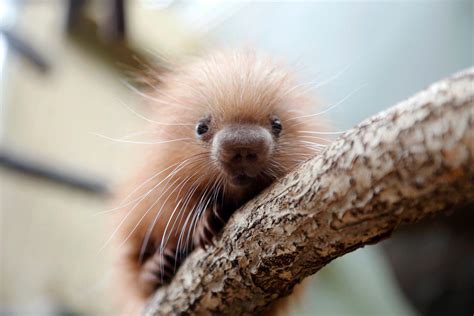 Baby porcupine at my local zoo : r/aww