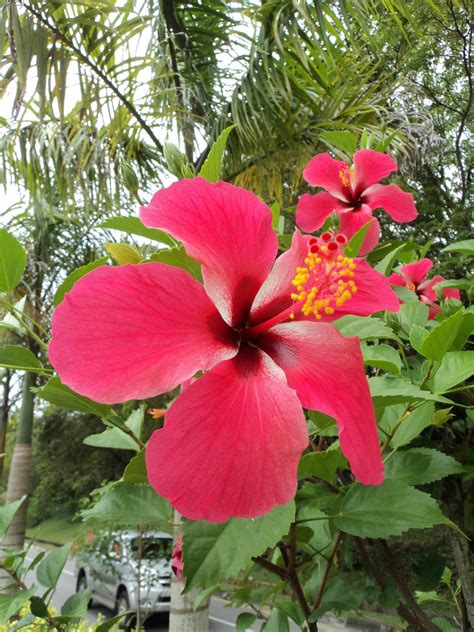 Laman Kambatik Plants list (3rd ed.): Hibiscus hybrid flowers