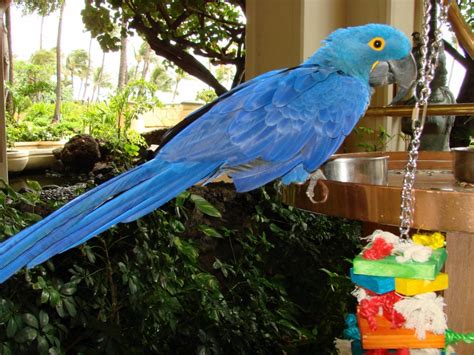 10 of the Most Expensive Exotic Pets - photofun 4 u com