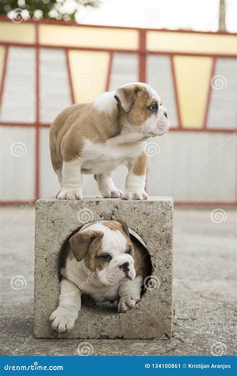 English Bulldog Puppies Backyard Playing Young Dogs Stock Image - Image ...