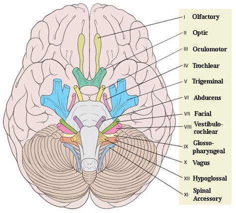 Cranial Nerve Anatomy and Nuclei