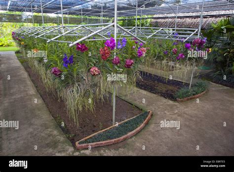 orchids in a orchid farm in Thailand, Thailand Stock Photo - Alamy