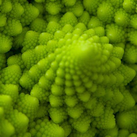 Fractals In Nature: How to Help Your Outdoorsy Girl Love Math - Artful Math