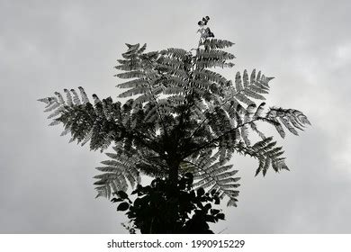 Tree Silhouette White Sky Stock Photo 1990915229 | Shutterstock