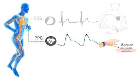 Safety and Functional Test of Wearable Photoplethysmogram (PPG) Smart Device – Computational ...