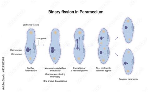 Vector illustration of binary fission of Paramecium. Educational illustration Stock Vector ...