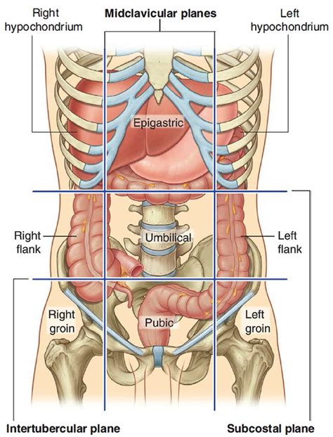 Anatomy Of Internal Organs Appendix | Images and Photos finder