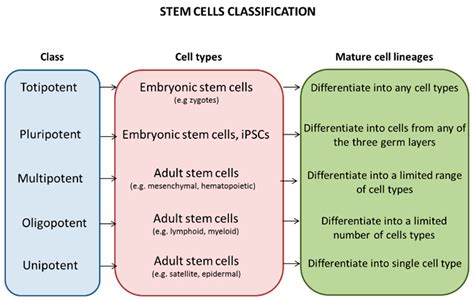 JCM | Free Full-Text | Urinary Stem Cells as Tools to Study Genetic ...