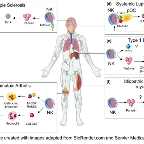 NK cell involvement in autoimmune inflammatory diseases. NK cells... | Download Scientific Diagram