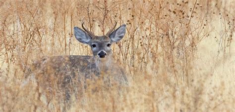 Discover Gila County | Wildlife Encounters