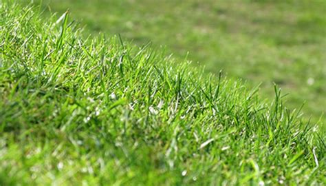 Bermuda Grass Facts | Garden Guides