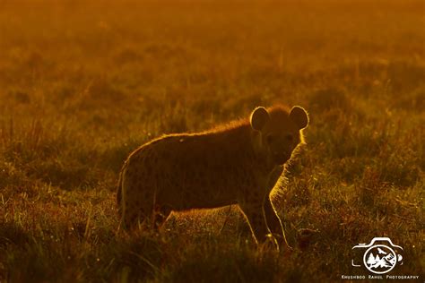 Kenya’s Best Wildlife Photography Tour - Incredible Birding