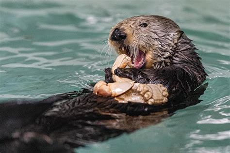 Sea Otter Rosa Is Absolutely Devouring Her Lunch — The Daily Otter