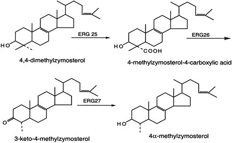 Protein–protein interactions among C-4 demethylation enzymes involved ...