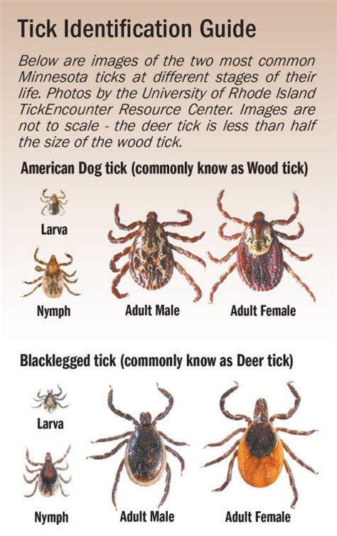 Protect yourself from summer ticks and diseases | News | moraminn.com