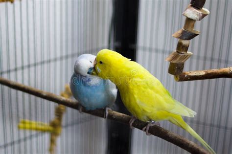 Two Budgies Playing - Stock Image Stock Photo - Image of love, pair: 56993610