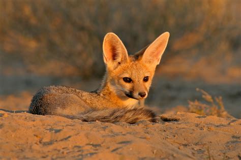 Adaptations in Desert Animals - Animal Sake